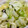 なすび〜's cooksnap of when they made 秋の味覚☆キャベツのすだち風味浅漬け.