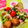 shiho23's cooksnap of when they made お弁当に♪青梗菜のオイスターソース炒め.