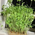 クックＦ8ＪＷ40☆'s cooksnap of when they made お得な豆苗の正しい育て方.