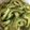 クック78R779☆'s cooksnap of when they made ごはんがすすむ！ゴーヤの塩にんにく炒め.