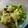 maruru-nn's cooksnap of when they made 白菜とツナのカラシ和え.