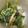 anemonenan's cooksnap of when they made 子供に人気✰ほうれん草とじめじの胡麻和え.