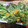 クックDSILE8☆'s cooksnap of when they made サクサク！丸ごと間引き人参のかき揚げ.