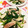 猫のミイヤ's cooksnap of when they made ほうれん草とソーセージとエリンギの炒め物.