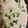 クックOG0EKA☆'s cooksnap of when they made レンジで簡単！鶏ひきと豆腐のふわふわ蒸し.