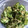 kusatarou's cooksnap of when they made 作り置き　きゅうりとツナ混ぜただけ　.