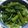 クックZ517T3☆'s cooksnap of when they made つるむらさきの胡麻和え.