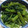クックZ517T3☆'s cooksnap of when they made つるむらさきの胡麻和え.