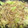 花咲小紅's cooksnap of when they made 豚コマもやしの味ぽん炒め.