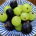 ひっこ's cooksnap of when they made ぶどうの保存方法.