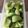 クック78R779☆'s cooksnap of when they made チンゲン菜のレンチン.