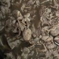 ユカtoマオマオ's cooksnap of when they made すき焼き風牛丼♡.