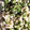 Muffin33's cooksnap of when they made 四角豆(うりずん豆)の白和え.