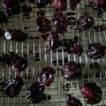 どらどらどらさん's cooksnap of when they made ねっとり濃厚ドライプルーン.