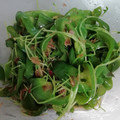 KONYA3150's cooksnap of when they made 常備菜★ピーマンと豆苗のおかか和え.