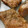 ringer193's cooksnap of when they made 鮭の味噌照り焼き【冷凍・作り置き】.