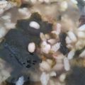 クックT5WEIE☆'s cooksnap of when they made 簡単自家製お茶漬け.