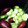 クックOIDHYZ☆'s cooksnap of when they made さつまいもも一緒の栗ごはん。.