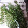 ひっこ's cooksnap of when they made シソの実の塩漬け.