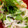 ドドレミ♪'s cooksnap of when they made ◆ちくわと新タマネギのパクチーあわせ◆.