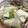 クックBLTENE☆'s cooksnap of when they made ダシで簡単☆たらの水炊き.