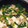 のんこ's cooksnap of when they made 小松菜と揚げの豆腐炒め煮.