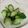 ゆりはるみ♡'s cooksnap of when they made 昆布茶できゅうりのお漬物。.