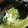 クック7FNN0F☆'s cooksnap of when they made 簡単♪鮭の白子下処理.