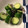 ベティ３'s cooksnap of when they made きゅうりと昆布のオイル和え.