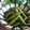 ayureo's cooksnap of when they made いんげんのXO醤炒め.