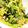 ♩キティ♩'s cooksnap of when they made 小松菜のピーナツ和え♪.
