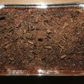 Yokchina's cooksnap of when they made 生クリーム不要！イタリア本格ティラミス！.