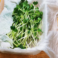 プルンバゴ's cooksnap of when they made かいわれ大根長持ち！作り置き保存法.
