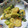 クックJQBI5B☆'s cooksnap of when they made 簡単中華・海老と青梗菜のXO醤炒め.