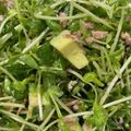 るんを's cooksnap of when they made やみつき！豆苗と塩昆布のアボカドサラダ.
