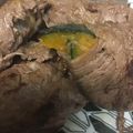 葉月優希's cooksnap of when they made 簡単！夏野菜×牛肉巻き.