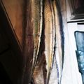 アユリﾁｧﾝ's cooksnap of when they made 簡単！早い！きれい！秋刀魚の内臓のとり方.