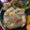 びよっち's cooksnap of when they made ごぼうを美味しく食べるための鯛の煮付け♬.