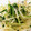sataco's cooksnap of when they made もやしと水菜のシャキシャキナムル♪簡単.