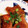 milkypeco's cooksnap of when they made 焼き鮭と香味ソース.