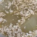 ティムル's cooksnap of when they made 鶏と冬瓜の煮物、生姜をきかせて.