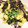 Sun Flover's cooksnap of when they made 生キクラゲと卵の炒め物.