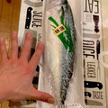 ☆iwack☆'s cooksnap of when they made 基本！魚の捌き方 サバの捌き方.