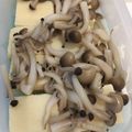 hrmta's cooksnap of when they made レンジにお任せ☆高野豆腐としめじの煮物.