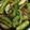 クックHL2NXR☆'s cooksnap of when they made 茄子とシシトウの揚げない揚げ煮浸し.