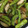 クックHL2NXR☆'s cooksnap of when they made 茄子とシシトウの揚げない揚げ煮浸し.