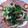 あっこ姉's cooksnap of when they made 【簡単】烏賊とほうれん草の中華風生姜炒め.