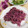へい♡ゆー♡'s cooksnap of when they made 食用菊のした処理＆保存方法.