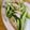 ぱにぱる's cooksnap of when they made きゅうりとサラダチキンレシピ.