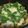 あゆたっくん's cooksnap of when they made 鮭の大根おろし煮（サバもOK）.